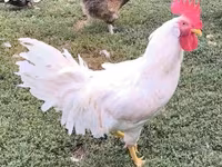 Leghorn — foto 3