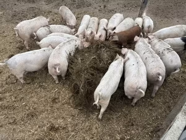 Säue, Schweine — Ungarn