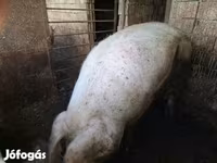 Disznók (tétel, nem megadva), Sertések — 3. fotó