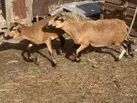 公羊, Cameroon sheep — 照片 2