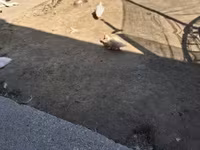 Ducks — photo 2