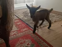 Bak, Alpine goat — 3. fotó