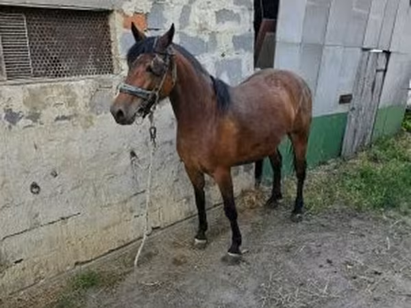 Kanca, Lovak — Magyarország