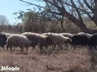 Sheep, Racka sheep — photo 2