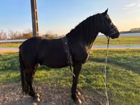 Koń, Friesian — zdjęcie 4