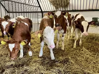 Krowa, Simmental cattle — zdjęcie 3
