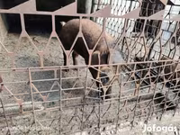 公猪, Дюрок — 照片 3