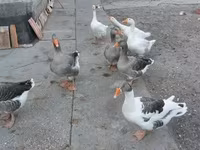 Geese — photo 2