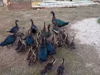 Ducks — Foto 3