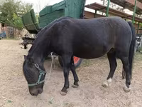 母马, Horses — 照片 3
