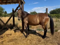 Hing, Lipizzaner — 6. fotó