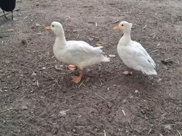 Ducks — Magyarország