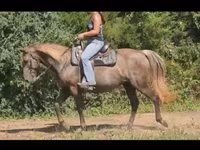 घोड़ी, Kentucky mountain daddle horse — फ़ोटो 4