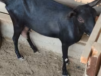 عنزة, Alpine goat — الصورة 5