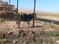 母牛, Holstein breed — 照片 1