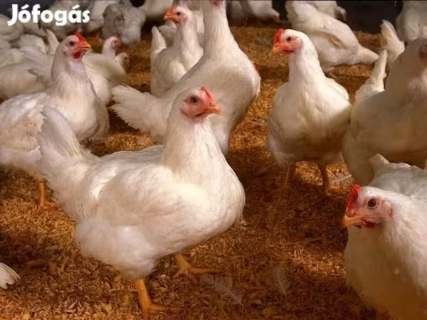Chickens — Magyarország