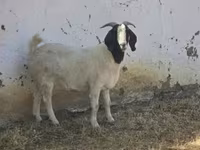 Kecskék (tétel, nem megadva), Boer goat — 4. fotó