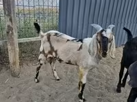 Kozel, Nubian Goat — foto 1
