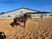 Hing, Quarter Horse — 4. fotó