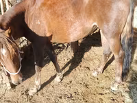 Mare, French Trotter — photo 2
