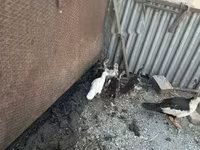 Ducks — foto 1