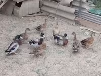 Ducks — Foto 1