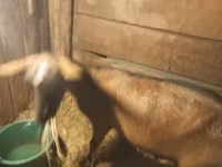 Koza, Kozy — zdjęcie 1