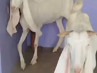 बकरी, Gulabi goats — फ़ोटो 3