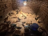 Ducks — zdjęcie 1