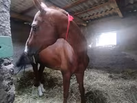 Hing, Akhal-Teke — 4. fotó