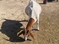 Goat, Boer goat — photo 6