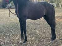 Koń, Orlov Trotter — zdjęcie 3