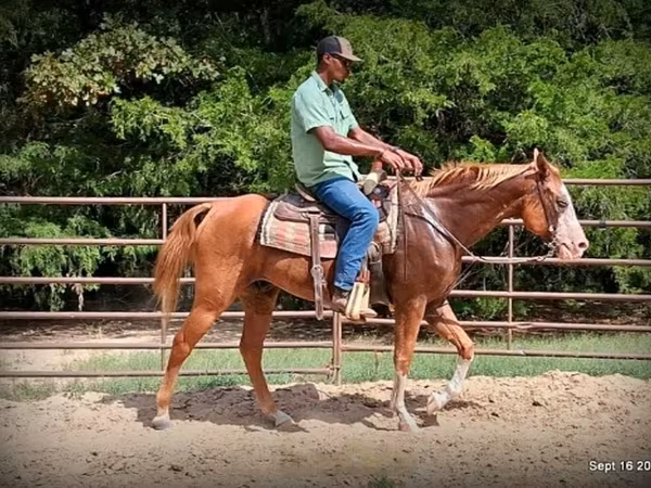 Hing, American paint horse