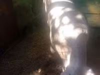 मादा सूअर, सूअर — फ़ोटो 2