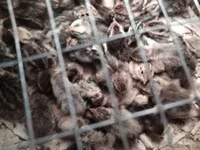 Quails — 6. fotó