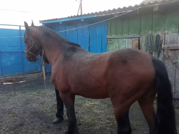 Koń, Thoroughbred horse