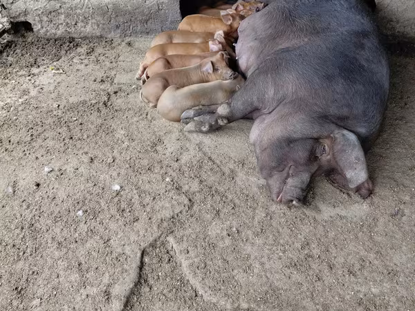 Säue, Дюрок