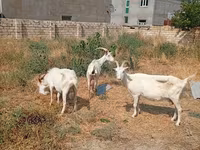 Koza, Saanen goat — zdjęcie 5
