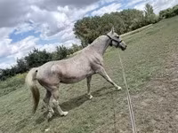 Stute, Lipizzaner — Foto 3