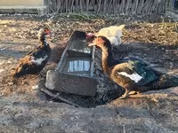 Ducks — फ़ोटो 4