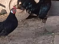 bantam — 2. fotó
