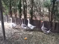 Geese — foto 1