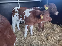 公牛, Simmental cattle — 照片 2