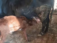 गाय, एबरडीन - एंगस — फ़ोटो 2