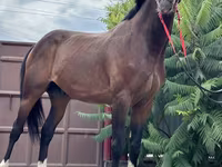 حصان, Thoroughbred horse — الصورة 2