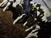 Býk, Russian Black pied cattle — foto 5
