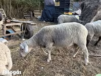كبش, Merino sheep — الصورة 2