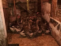 Geese — photo 1