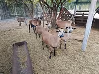 母羊, Cameroon sheep — 照片 5