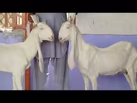 बकरी, Gulabi goats — फ़ोटो 5